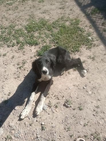 собаки долматинец: Собака средних размеров, гладкошёрстная. Окрас чёрный с белыми — 2