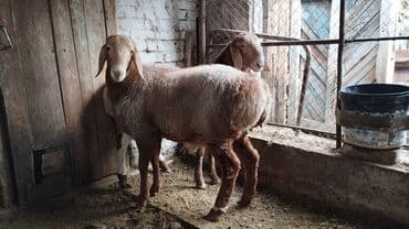 фелуцен для коров цена бишкек: Продаю | Баран (самец) | Для разведения — 4