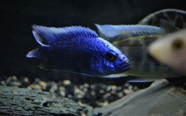 сколько стоит сиамская кошка в сомах: Продаю крупных цихлид (взрослые, от 16 см) : 1. Золотистый Леопард 2 — 9