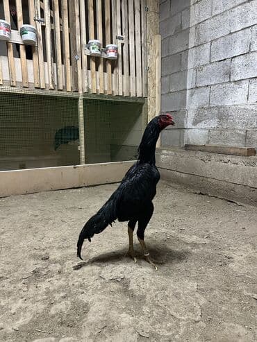 где можно купить собаку хаски: Продаю | Петух | Бойцовая | Для разведения — 3