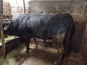 Айыл-чарба жаныбарлары: Сатам | Бука (эркек) | Алатоолук — 1