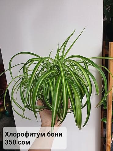 хойа: Цветы в ассортименте
Цена и название на фото — 10