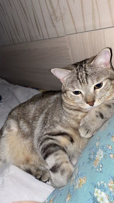 бенгальская домашняя кошка: Здравствуйте, можете пожалуйста опубликовать Отдаём кота в добрые — 2