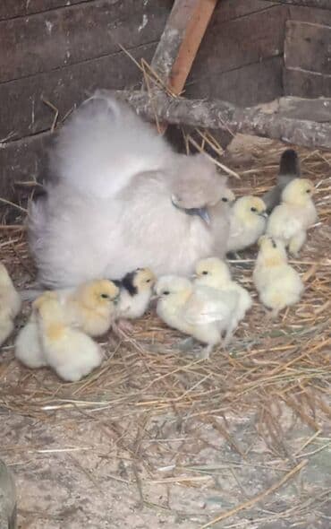 купить карликовых курей: Продаю | Петух, Куры — 7