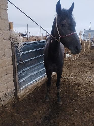 купить собаку в бишкеке: Продаю | Кобыла (самка) | Конный спорт — 1