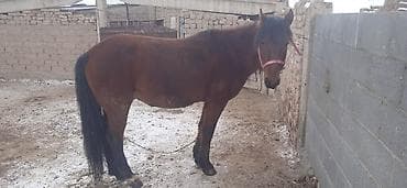 Другие животные: Продаю | Конь (самец) | Рабочий — 1
