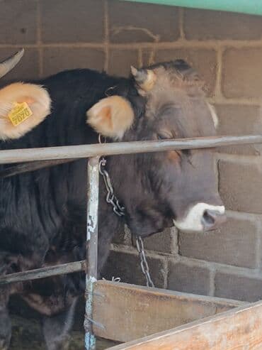 товары для собак: Продаю | Бык (самец) | Швицкая | Для разведения, Для молока | Осеменитель, Искусственник — 10