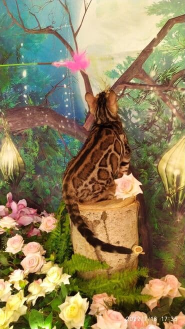 бенгальский леопардовый кот: Бенгальский котик Мальчик. 5мес. Невероятно красивый контрастный с — 6