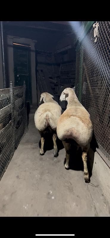 Продаю | Овца (самка) | Для разведения | Матка