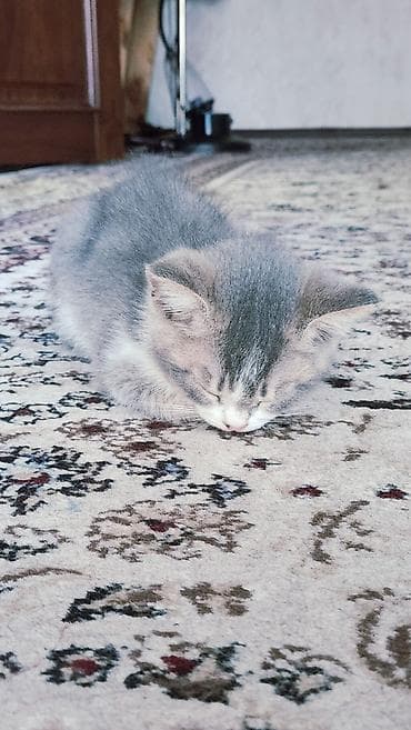Мышыктар сатылат: Котёнок, окраса серо-белый (дымчато‑серый с белой грудкой и лапками) — 3