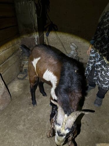 Продаю | Козёл (самец) | Для разведения | Племенные