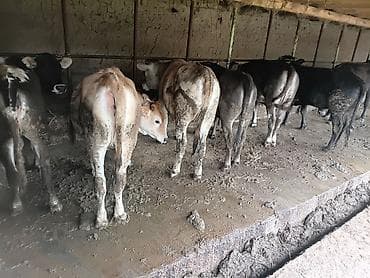 голштин коровы: Продаю | Тёлка | На откорм | Привязанные — 2