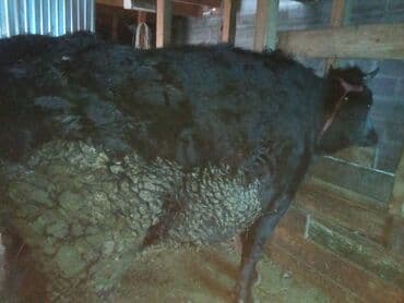 с связи с переездом: Сатам | Уй (ургаачы), Кунаажын, Музоо | Сүт алуу үчүн | Байланган — 1