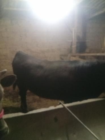 ангус корова: Продаю | Бык (самец), Тёлка, Музоо, торпок | На откорм | Привязанные — 3