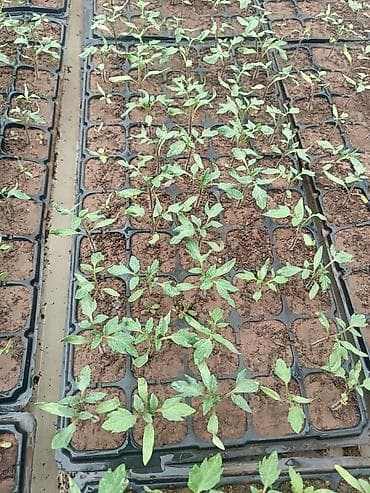 прозрачная кровля для навеса: Рассада Самовывоз — 2