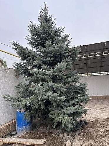 новогодн: Ель голубая (колючая, Picea pungens ‘Glauca’) — крупномер для — 2