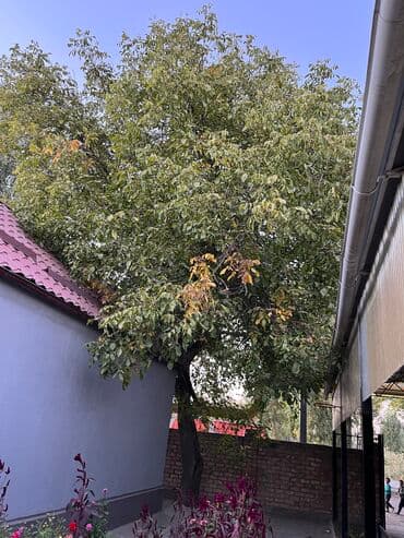 где купить саженцы гортензии в бишкеке: Продаю дерево, орех дешево — 1