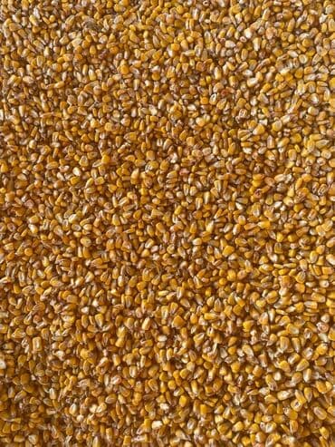 куплю домашнее животное: Кукуруза зерно, желтая - Цельное сухое зерно кукурузы, фракция — 1