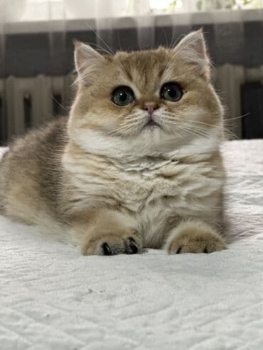 шотландский вислоухий котенок купить: Золотистый британский короткошерстный котенок с плюшевой шерстью и — 2