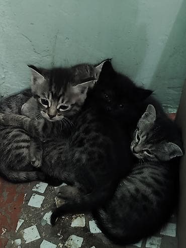 Продажа кошек: Котята . бесплатно в добрые руки. - Помет из нескольких котят — 1