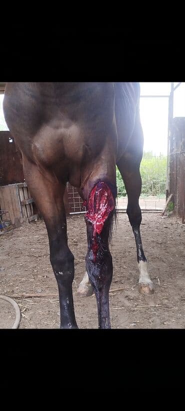 стрижка на дому: Ветеринар на выезд всех видов животных 24/7 Диагностика Лечение — 4