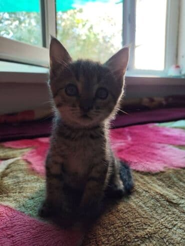 продаю кошек: Котята - Пушистые малыши с разным окрасом: тигровые табби и — 3