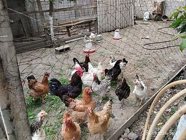 продам курей несушек: Продаю | Куры | Домашняя | Несушки — 1