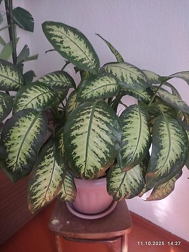 цветы уличные: Комнатные растения в горшках: 1) Диффенбахия (размер крупный) - — 1