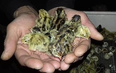 большие попугаи: Халяль суповые перепела без кожи замороженные и под заказ 450сом за — 5