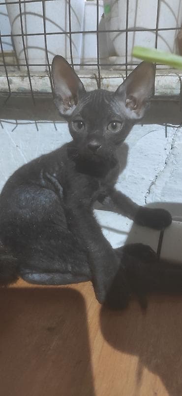 Мышыктар сатылат: Породистые котята сфинкса (вероятно донские/канадские по типу) от — 4