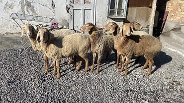 бараны самки: Продаю | Овца (самка) | Для разведения — 2
