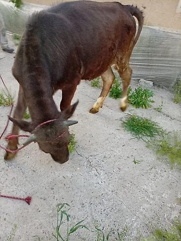 зоомагазин бишкек орто сай: Сатам | Кунаажын | Байланган — 4