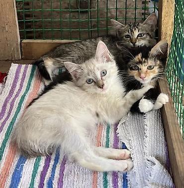 кошки коты котята: Котята, помёт из нескольких малышей разной окраски: - кремовый с — 1