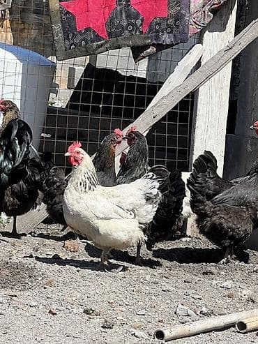 Үй жаныбарлары: Сатам | Тооктор — 7