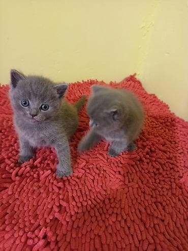 сколько стоит британская кошка: Продам котят британские голубой окраски цена договорная — 1