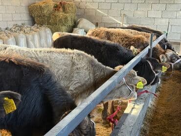 tuxedo порода кошек цена: Продаю | Бык (самец) | Ангус, Бельгийская, Айрширская | На откорм | Племенные, Искусственник — 4