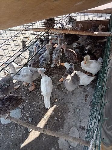 балык багуу: Возраст 3 месяца 25голов по 1600с окончательно. Молодняк домашней — 2