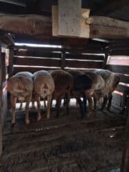 Грызуны: Продаю | Баран (самец) | Арашан | Для разведения | Осеменитель — 3