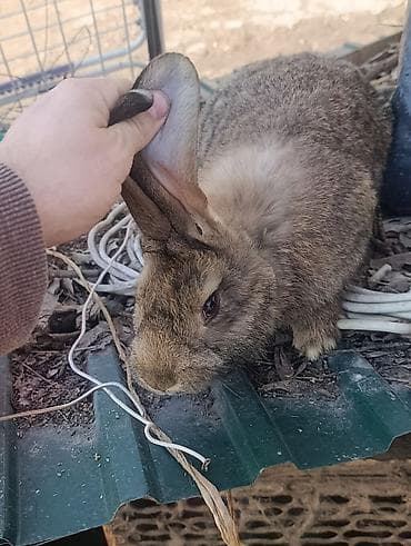 тюки клевер бишкек: Продаю | Кролик самец, Крольчата | Серый великан, Фландр | На забой, Для разведения | Племенные — 7