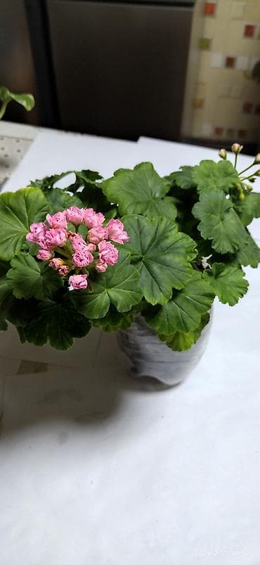 Хозтовары: Сенполии (фиалки) сортовые. В наличии на фото: - Мексиканский Тушкан — 6