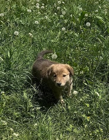 1 месяц, Самка