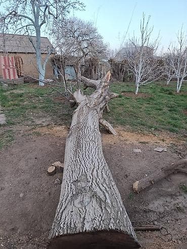 церковные свечи бишкек: Келишим түрүндө — 1