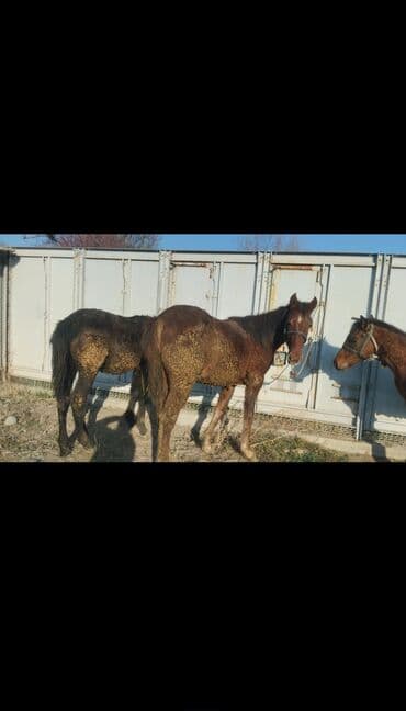 Услуги ветеринара: Продаю | Кобыла (самка) | Для разведения — 1