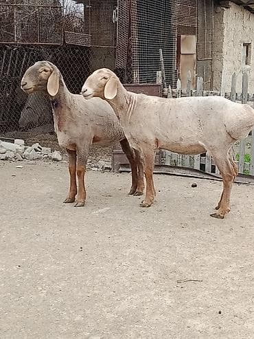 купить ягнята: Продаю | Овца (самка) | Эдильбаевская | На забой | Матка — 1