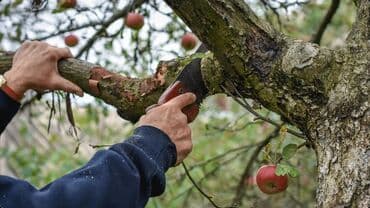 кресло барбер: Обрезка Деревьев. Обрезка и формирование плодовых деревьев! Опыт более — 3