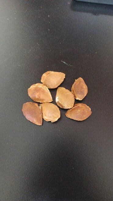 саженцы плодовых деревьев купить: Семена (косточки) абрикоса Описание: - Натуральные абрикосовые — 1