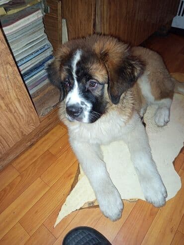 Вязка собак: Сенбернар, 4 месяца, Самец — 2