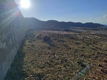 дом на иссык куле: 15 соток, Красная книга, Договор купли-продажи, Тех паспорт — 6