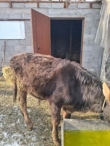 коровы уйлар: Продаю | Бык (самец) | На откорм | Привязанные — 8