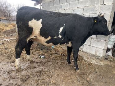 продаю в связи с переездом: Продаю | Корова (самка) | Для разведения, Для молока | Племенные, Стельные, Искусственник — 3